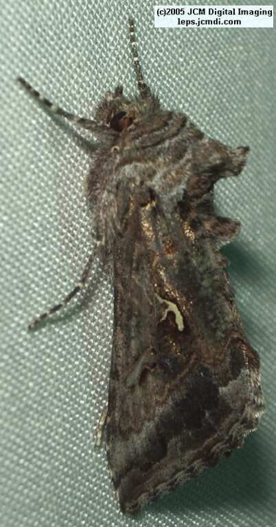 Bouquet Canyon night collecting/photography Feb 2005 