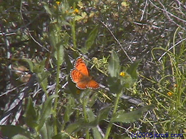 Dead Mountains road trip, March 6,7 2005