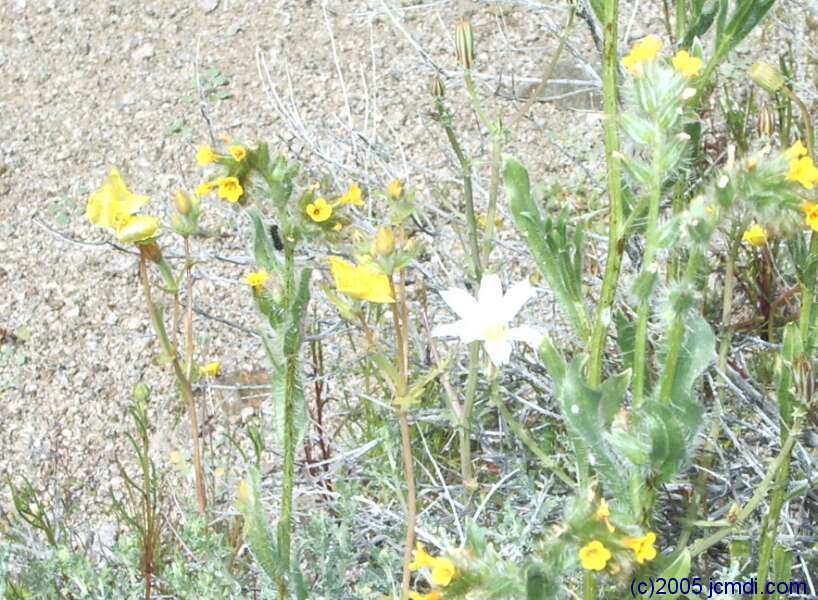 Dead Mountains road trip, March 6,7 2005