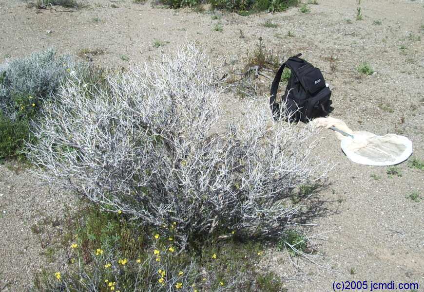 Dead Mountains road trip, March 6,7 2005