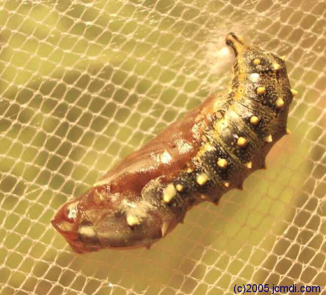 Dead Mountains road trip, March 6,7 2005