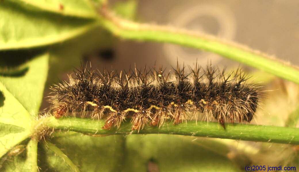 Dead Mountains road trip, March 6,7 2005