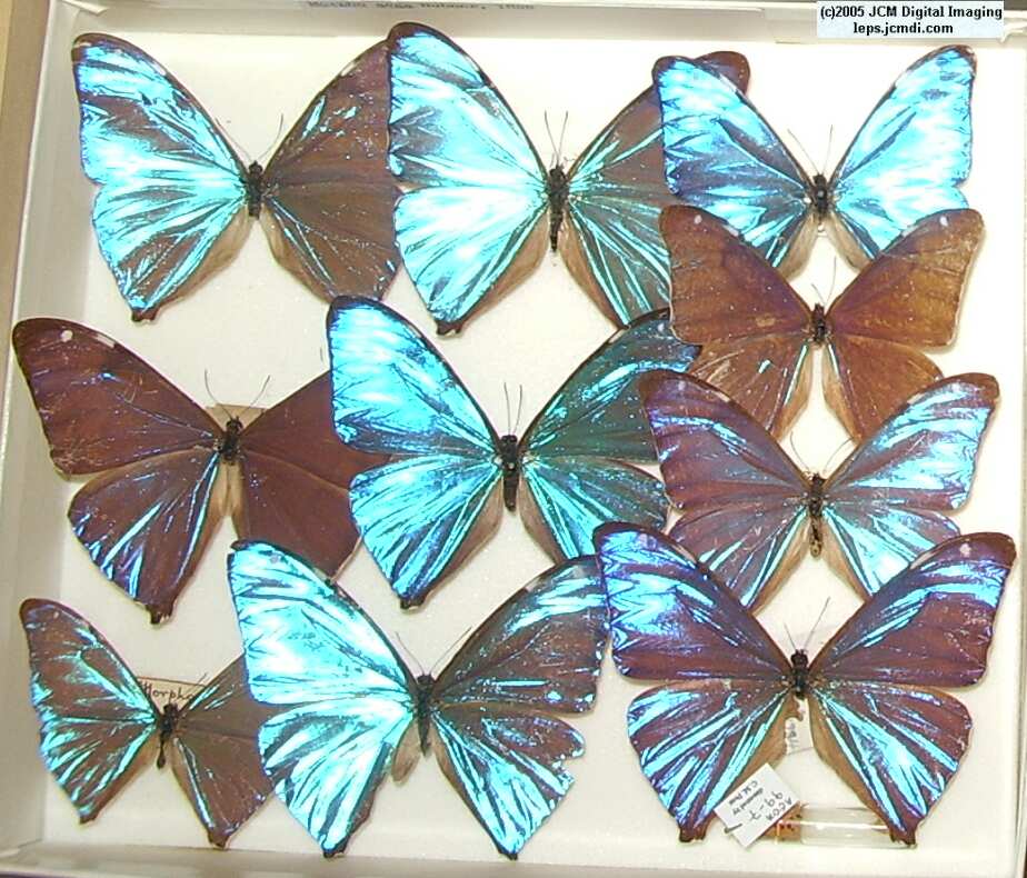 Morpho species (Morphinae) (Los Angeles Natural History Museum collection)