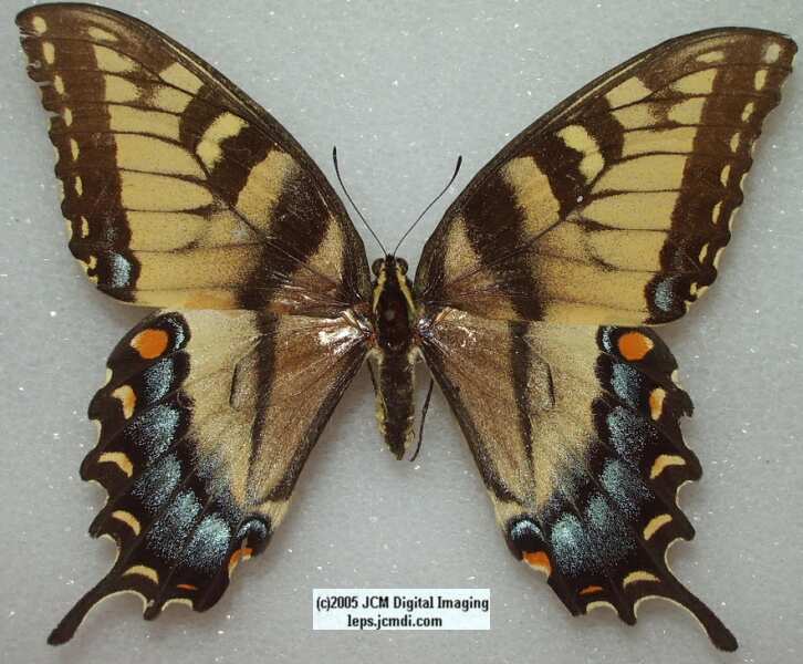 Papilio Glaucus abberation (Los Angeles Natural History Museum collection)