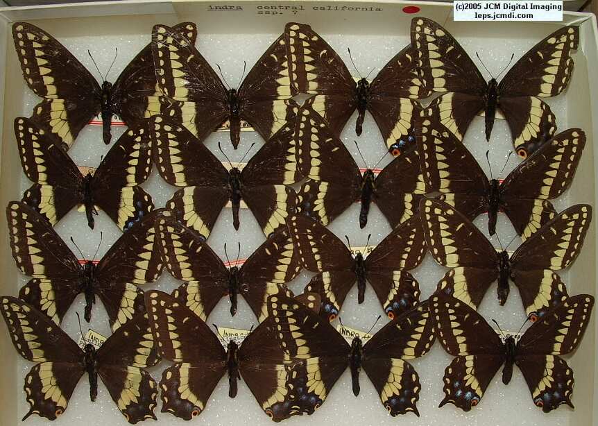 Papilio Indra (centralCAssp) (Los Angeles Natural History Museum collection)