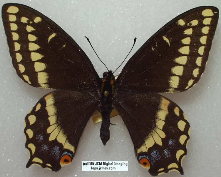 Papilio Indra (centralCAssp) (Los Angeles Natural History Museum collection)