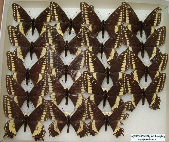 Papilio Indra Indra (Los Angeles Natural History Museum collection)