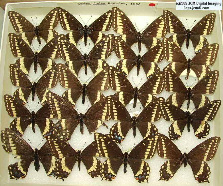 Papilio Indra Indra (Los Angeles Natural History Museum collection)