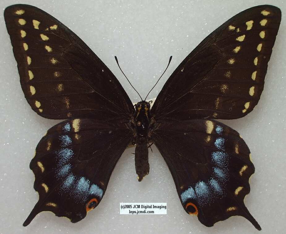 Papilio Indra martini (Los Angeles Natural History Museum collection)