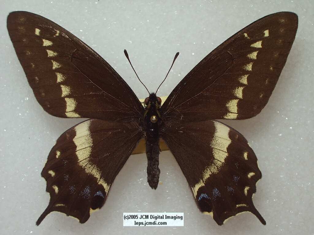 Papilio Indra martini (Los Angeles Natural History Museum collection)