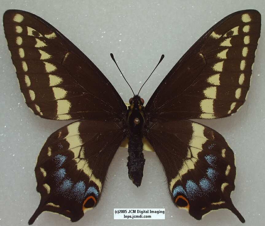 Papilio Indra martini (Los Angeles Natural History Museum collection)