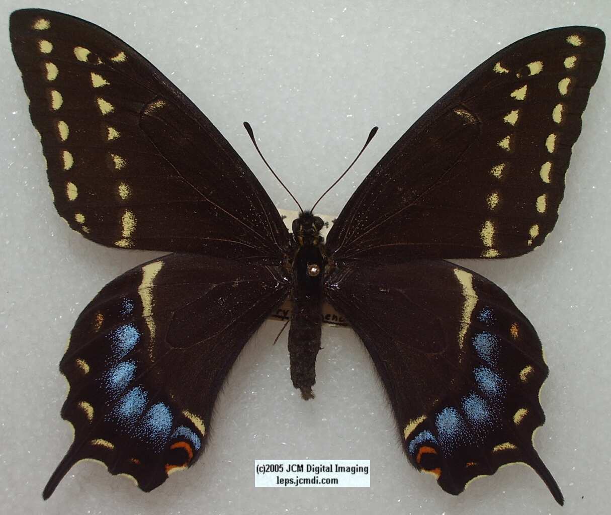 Papilio Indra minori (Los Angeles Natural History Museum collection)