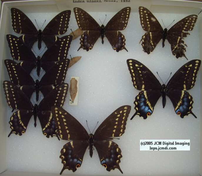 Papilio Indra minori (Los Angeles Natural History Museum collection)