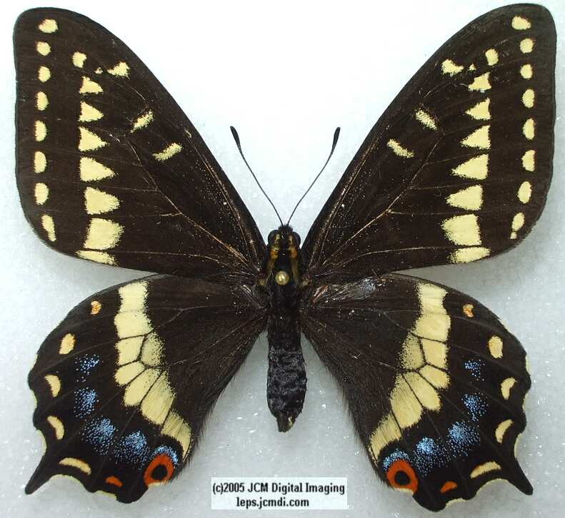Papilio Indra parvindra (formerly P.i.pigmaeus) (Los Angeles Natural History Museum collection)