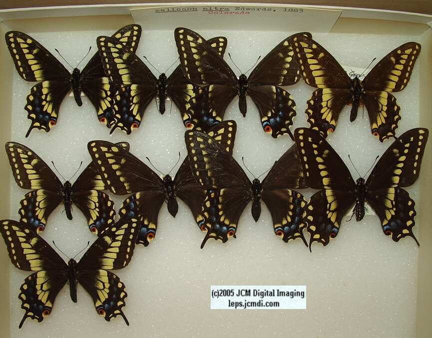 Papilio Polyxenes Nitra (Los Angeles Natural History Museum collection)