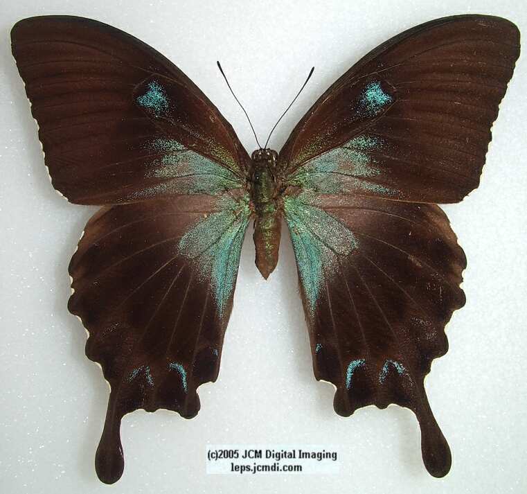 Papilio Ulysses gabrielis (Los Angeles Natural History Museum collection)