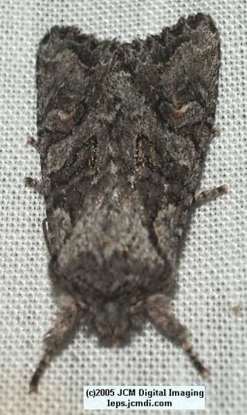 Placerita Canyon night collecting/photography Feb 2005 