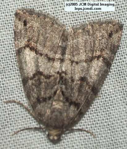 Placerita Canyon night collecting/photography Feb 2005 