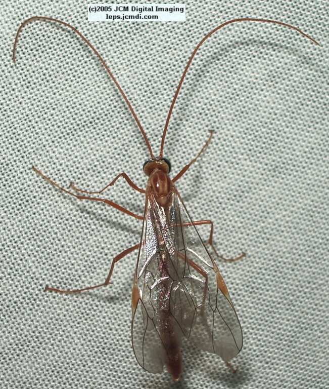 Placerita Canyon night collecting/photography Feb 2005 