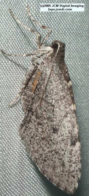 Placerita Canyon night collecting/photography Feb 2005 