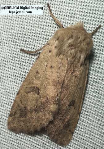 Placerita Canyon night collecting/photography Feb 2005 