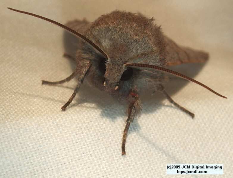 Placerita Canyon night collecting/photography Feb 2005 