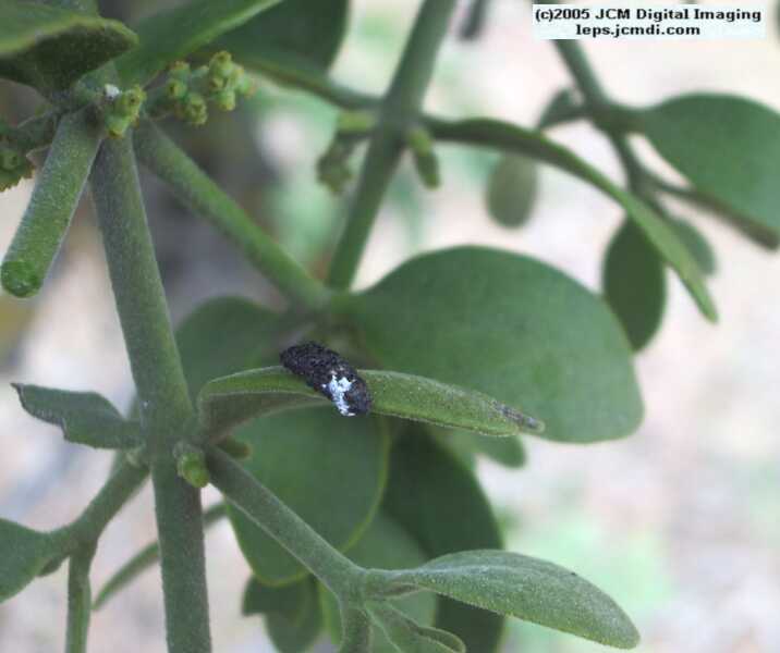Sawmill Campground, June 2005