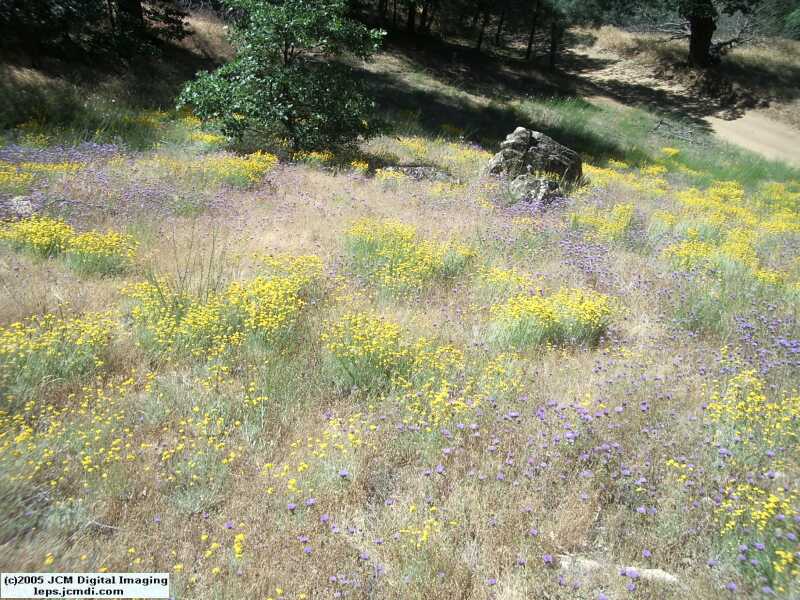 Sawmill Campground, June 2005