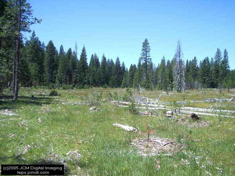 Collecting in the Sierras 7/16/2005 and 7/17/2005 