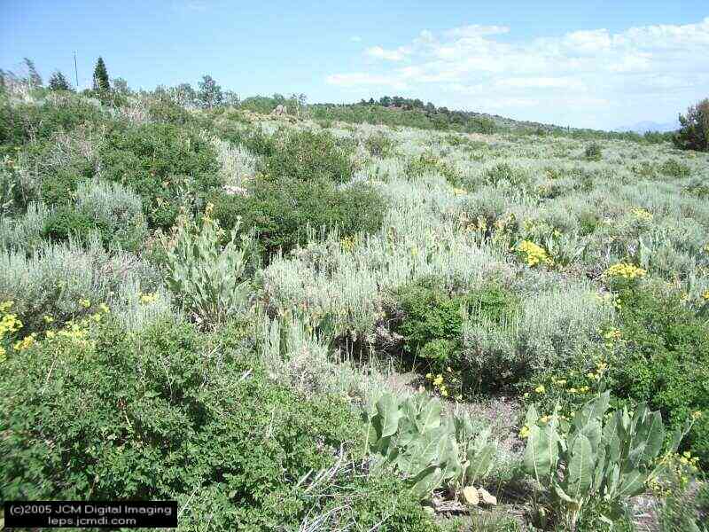 Collecting in the Sierras 7/16/2005 and 7/17/2005 