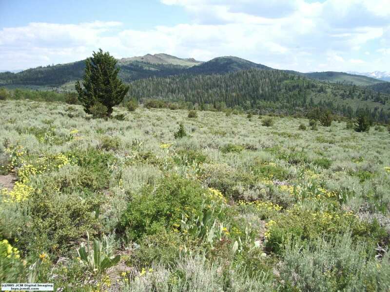 Collecting in the Sierras 7/16/2005 and 7/17/2005 