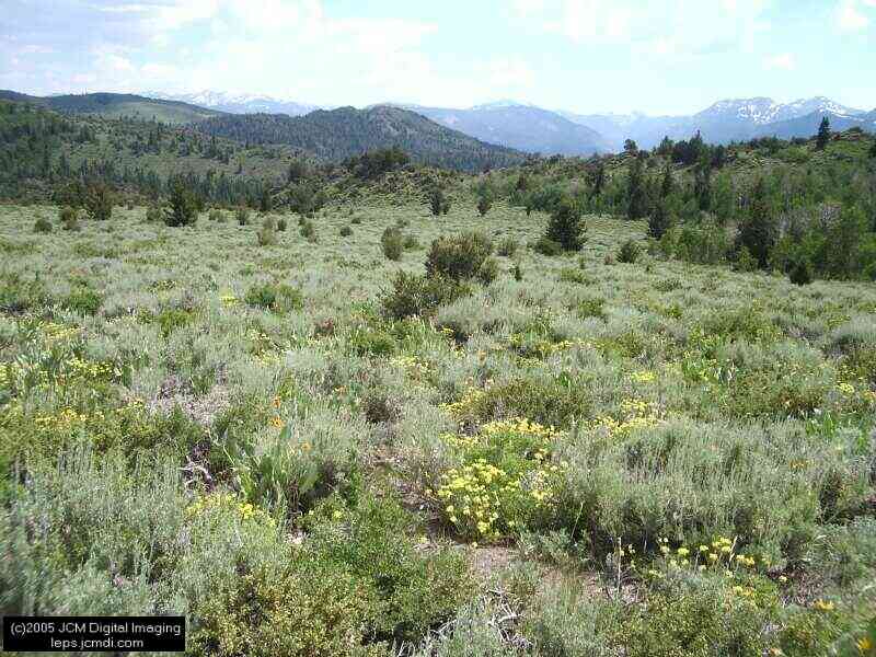 Collecting in the Sierras 7/16/2005 and 7/17/2005 