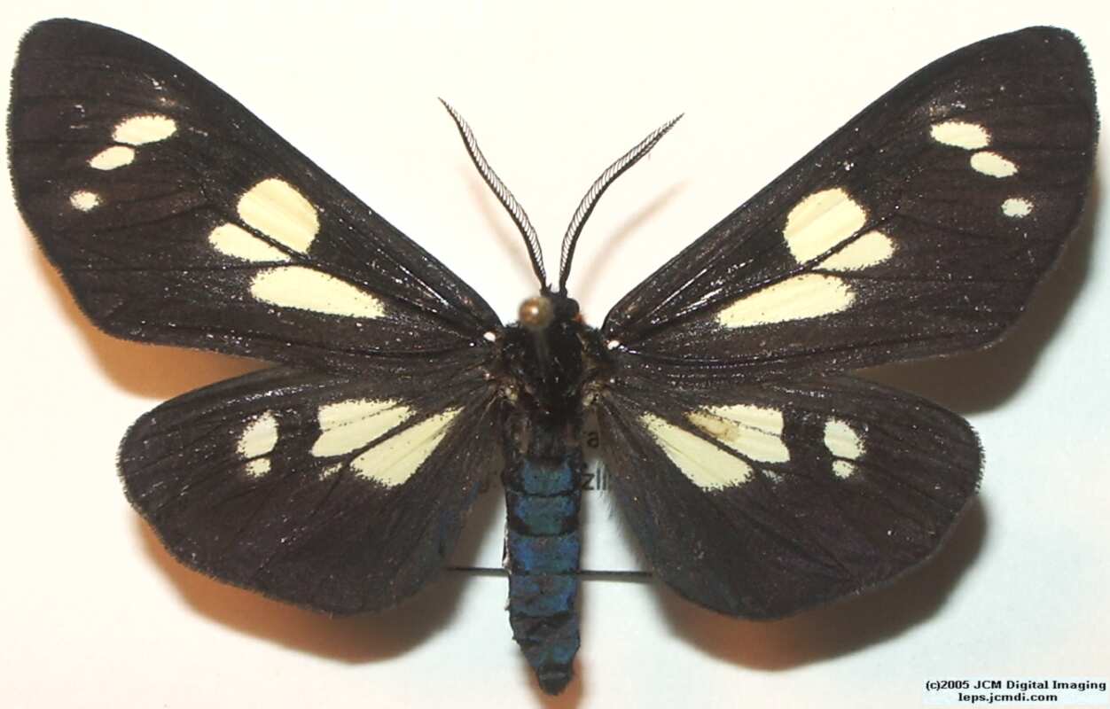 Collecting in the Sierras 7/16/2005 and 7/17/2005 