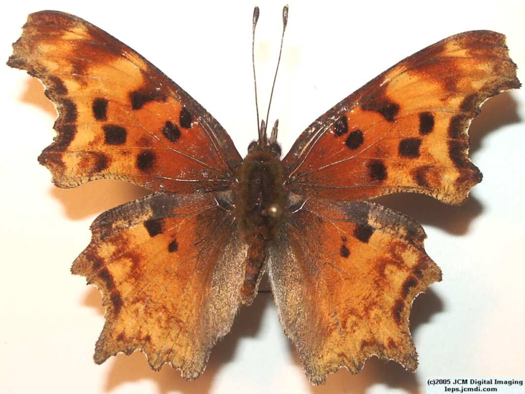 Collecting in the Sierras 7/16/2005 and 7/17/2005 