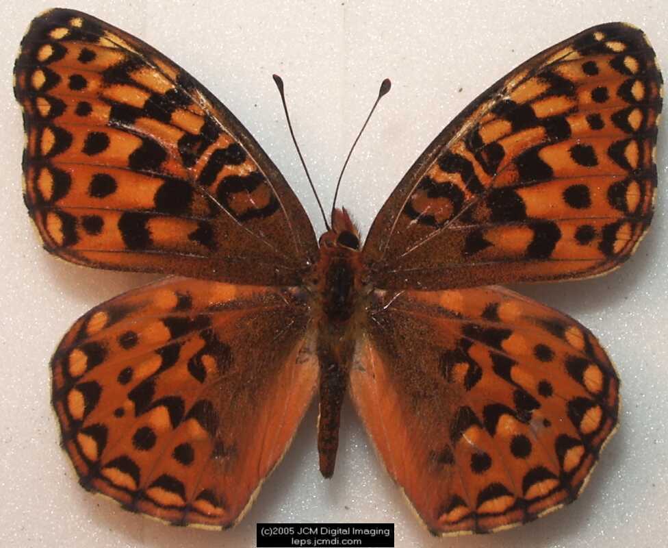 Collecting in the Sierras 7/16/2005 and 7/17/2005 