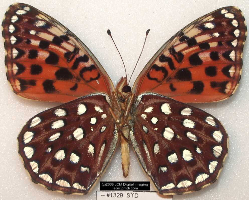 Collecting in the Sierras 7/16/2005 and 7/17/2005 