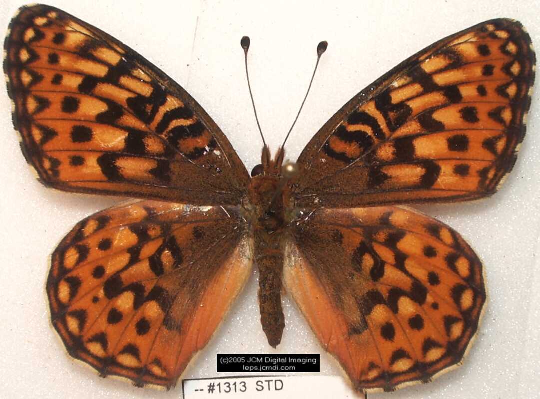 Collecting in the Sierras 7/16/2005 and 7/17/2005 