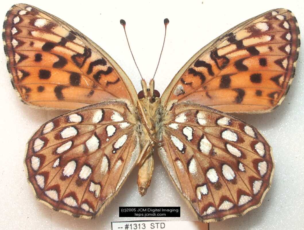 Collecting in the Sierras 7/16/2005 and 7/17/2005 