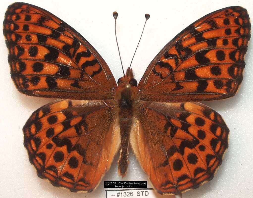 Collecting in the Sierras 7/16/2005 and 7/17/2005 