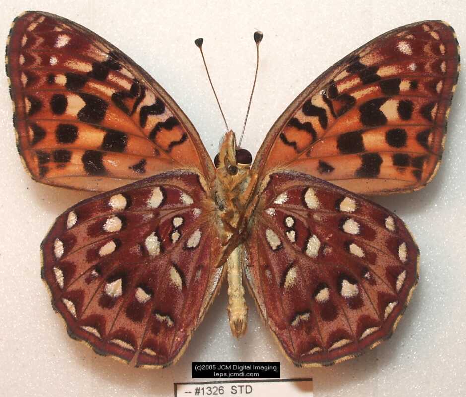 Collecting in the Sierras 7/16/2005 and 7/17/2005 