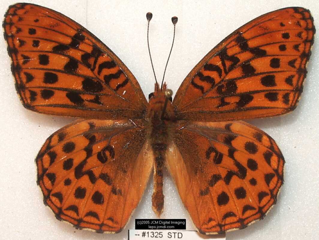 Collecting in the Sierras 7/16/2005 and 7/17/2005 