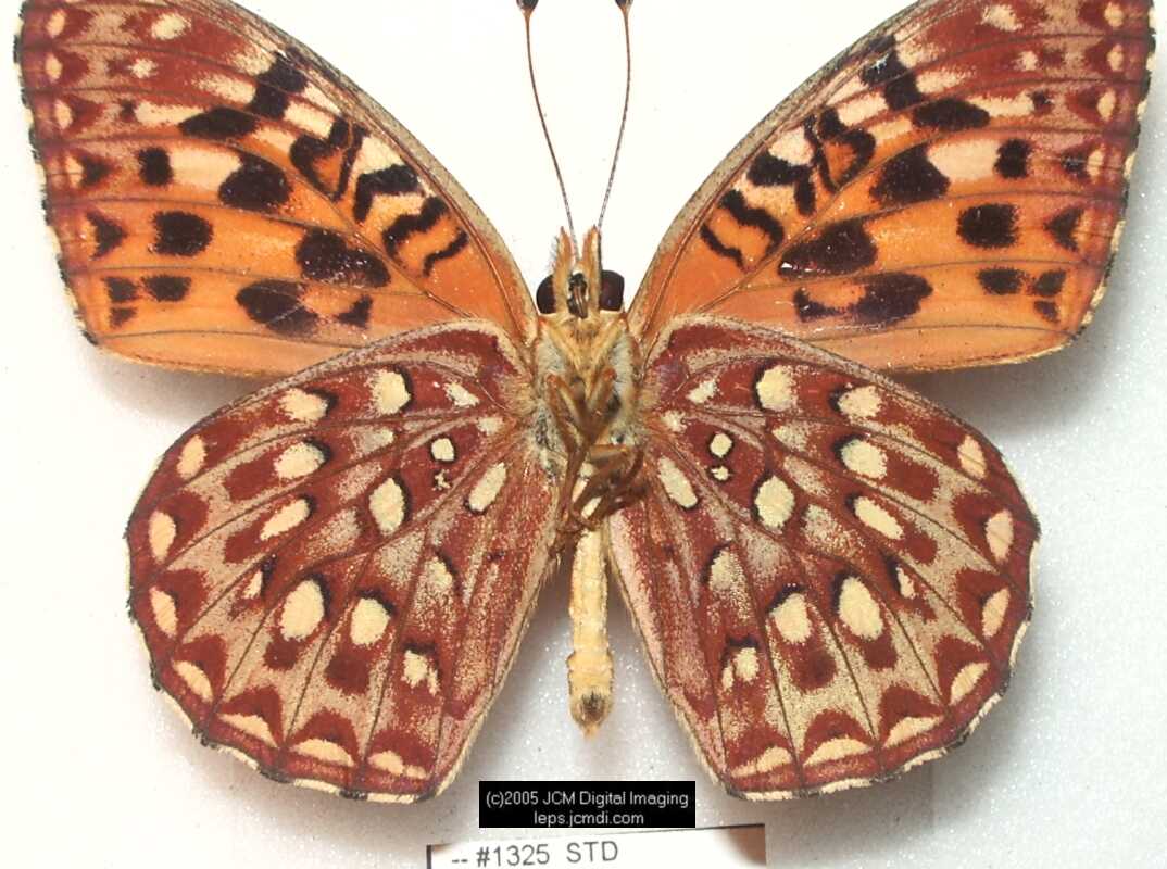 Collecting in the Sierras 7/16/2005 and 7/17/2005 