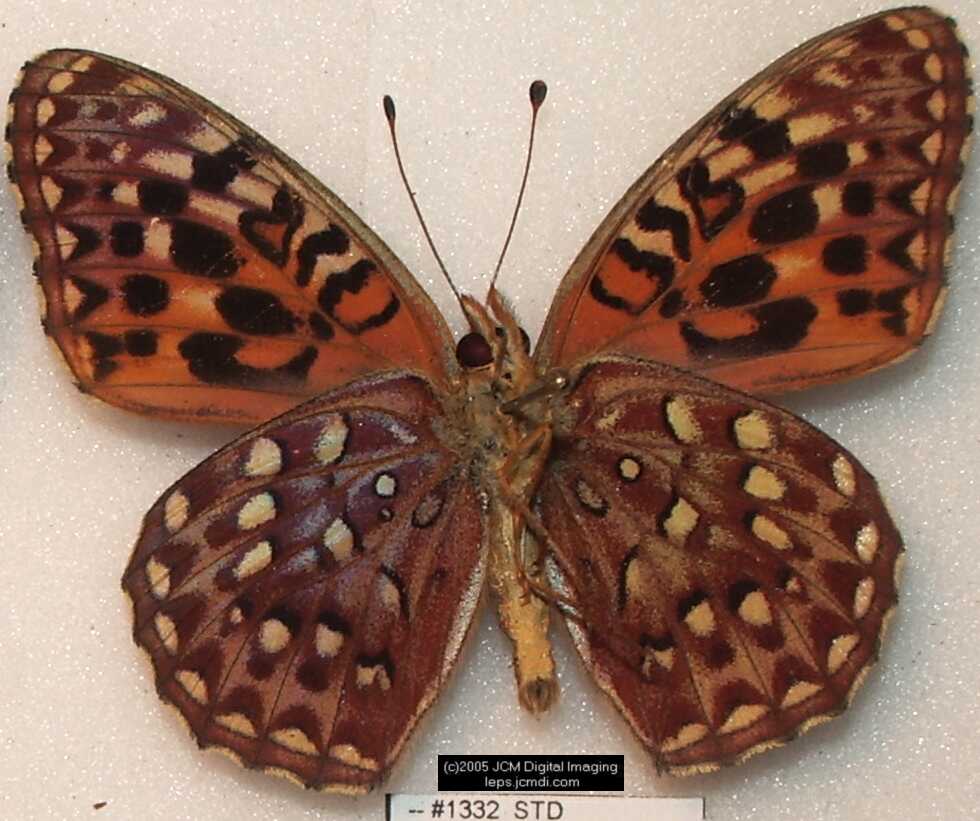 Collecting in the Sierras 7/16/2005 and 7/17/2005 