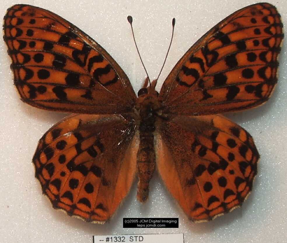 Collecting in the Sierras 7/16/2005 and 7/17/2005 