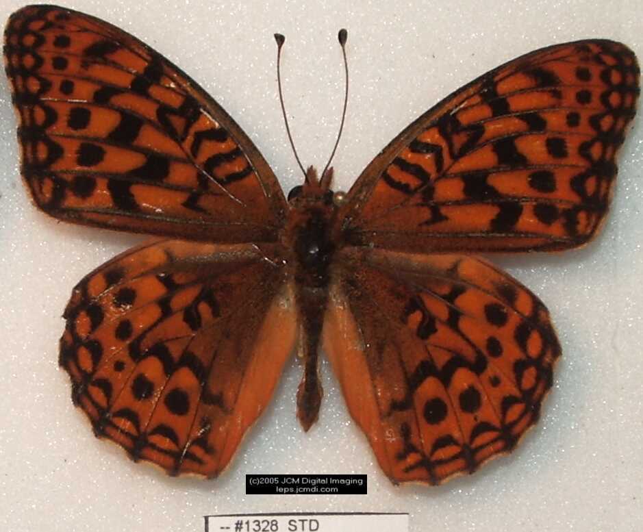 Collecting in the Sierras 7/16/2005 and 7/17/2005 