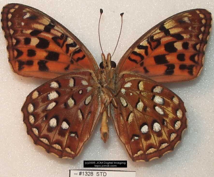 Collecting in the Sierras 7/16/2005 and 7/17/2005 