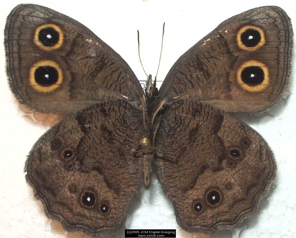 Collecting in the Sierras 7/16/2005 and 7/17/2005 