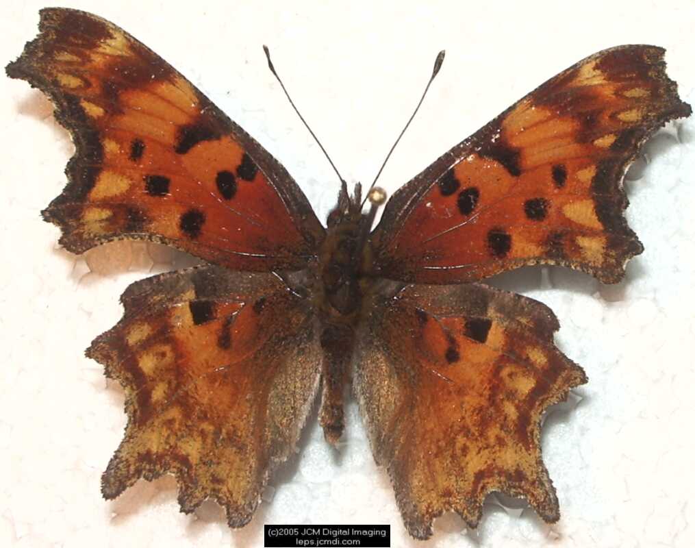 Collecting in the Sierras 7/16/2005 and 7/17/2005 