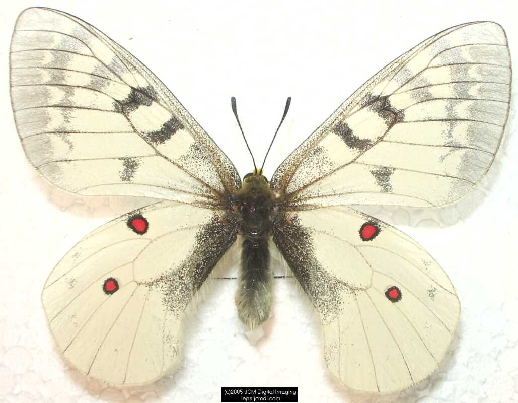 Collecting in the Sierras 7/16/2005 and 7/17/2005 