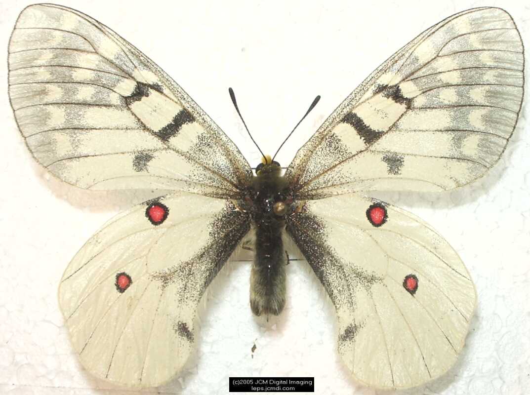 Collecting in the Sierras 7/16/2005 and 7/17/2005 